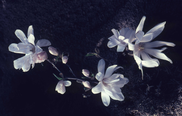 Magnolia stellata, Fladalt