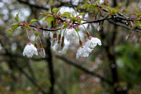 Prunus apetala (lyktkörsbär). Foto: Tor Nitzelius j:r