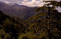 Pinus nigra var. caramanica Mavrolongosdalen, Thessalien, 1963
