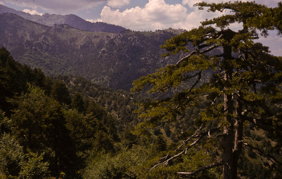 Pinus nigra var. caramanica Mavrolongosdalen, Thessalien, 1963
