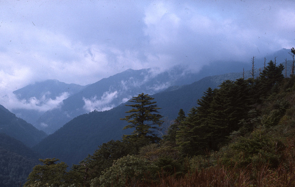 Abies homolepis, Ishizuchi 1 500 m ö h, Japan, 1976