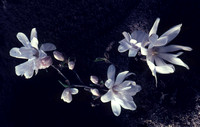 Magnolia stellata, Fladalt