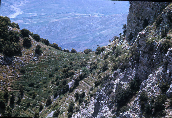 Miljön där Abies nebrodensis växer, Polizi Generosa, Italien 1963