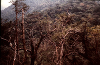 Yakushima Evergreen Forest Camelia sasangua 1970