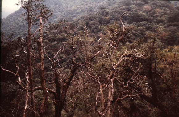 Yakushima Evergreen Forest Camelia sasangua 1970