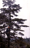 Pinus parviflora, Mugikusa, 2100 m