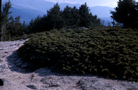Juniperus communis saxafilie, Ulu Dag, Turkiet 1966