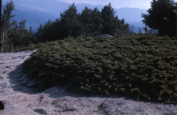Juniperus communis saxafilie, Ulu Dag, Turkiet 1966