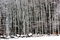 Bokskog i vinterskrud