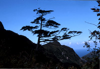 Juniperus, Camelia, Paulownia, Acer m fl. Taeha Ryeong, Ullung 1976