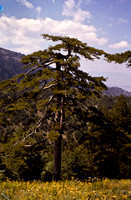 Pinus nigra ssp. pallasiana. Troligen Olympen 1963