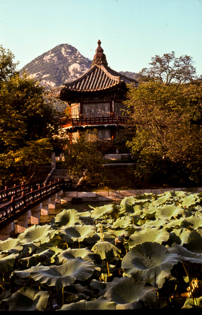 Nelumbo nucifera, Indisk lotus, Seoul,Korea 1976