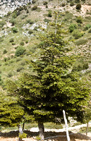 Abies nebrodensis