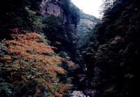 Stewartia monodelpha, Omogo-dalen, Shikuku, japan 1976