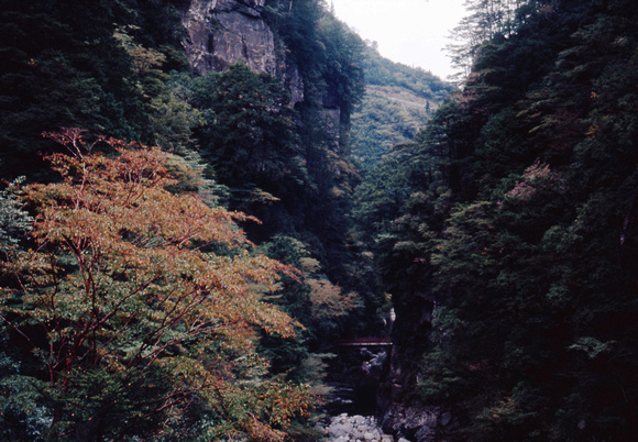 Stewartia monodelpha, Omogo-dalen, Shikuku, japan 1976